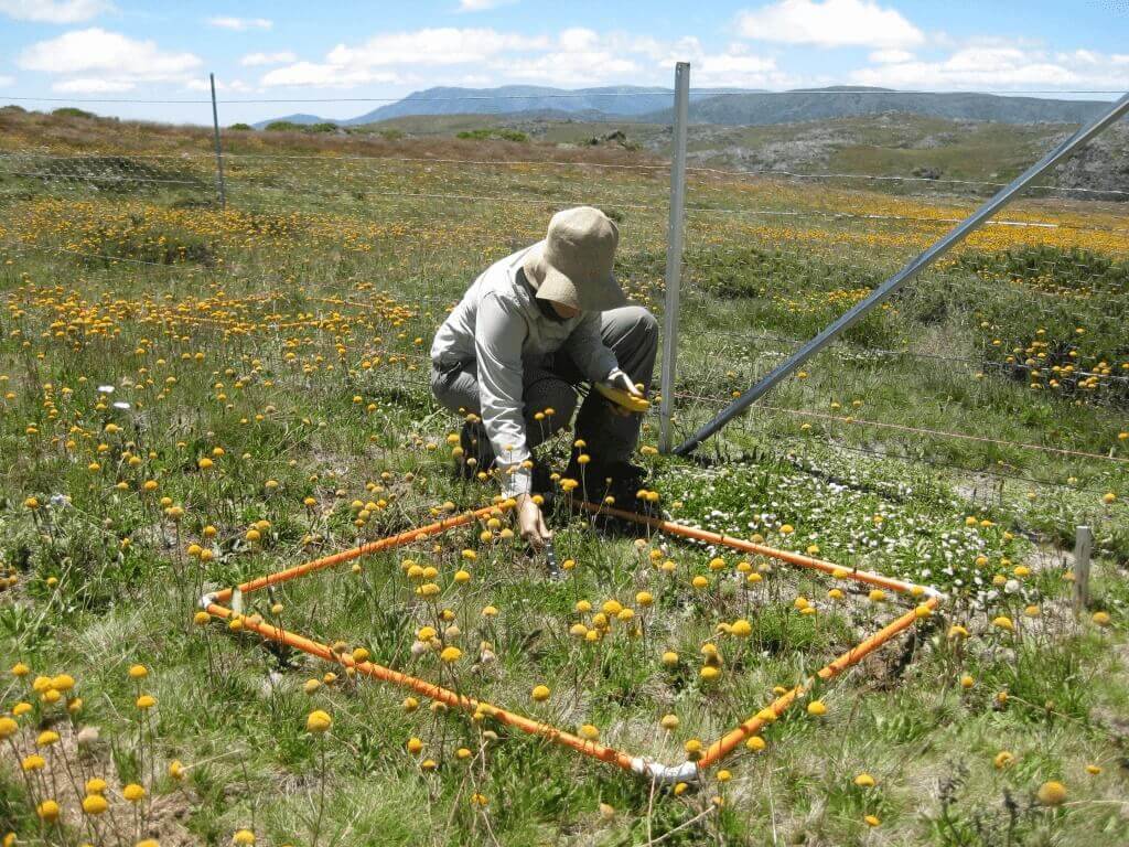 researcher working in a grassland site