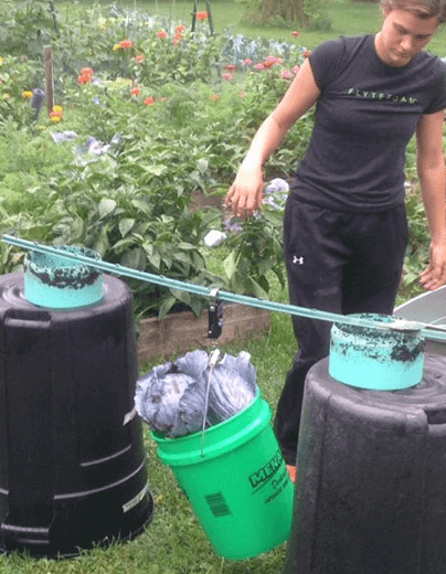 Measuring cabbage wet mass.